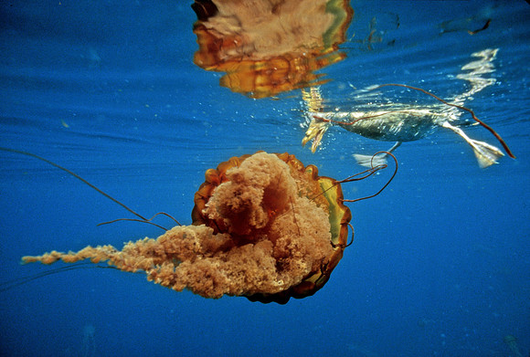 Fulmar & Sea Nettle - 1