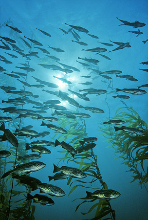 Blue Rockfish in Kelp Forest - 1