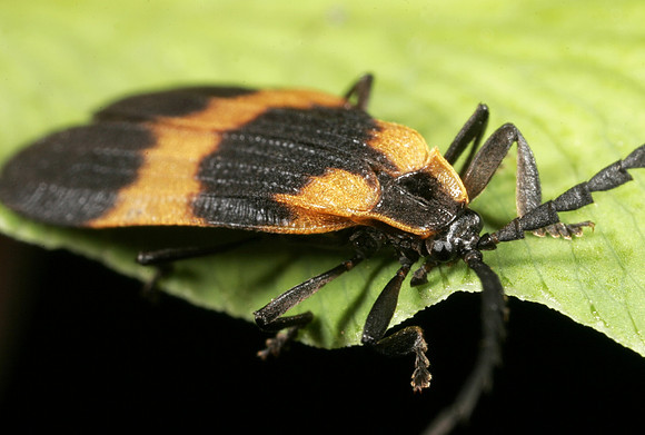 Net-winged Beetle - 1