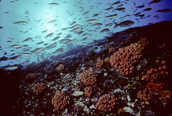Las Animas Reef - 1