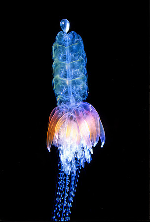Hula Skirt Siphonophore - 3