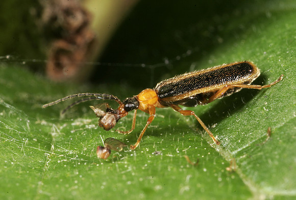 Soldier Beetle Feeding