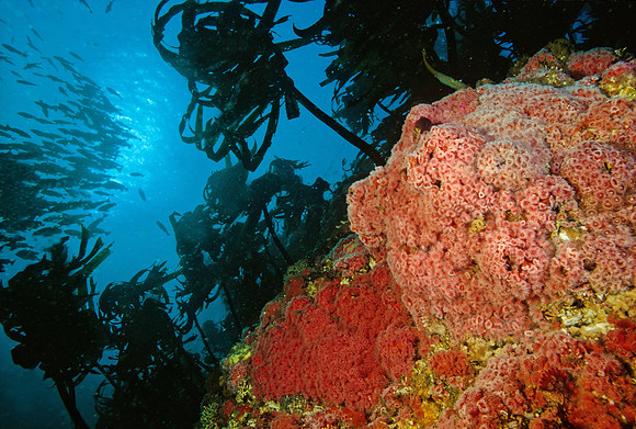 Kelp Forest Reef - 2