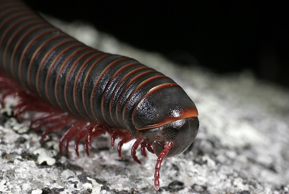 Giant Millipede - 1