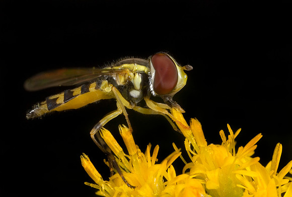 Hoverfly - 5