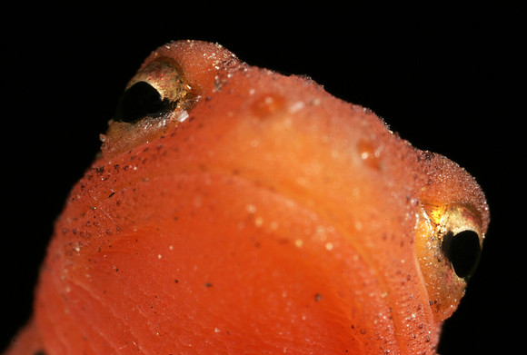 Red Eft - 3