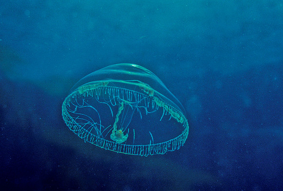 Umbrella Jelly - 3