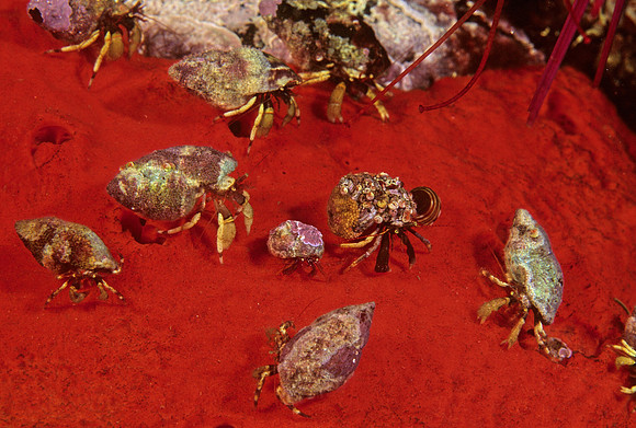 Hermit Crabs