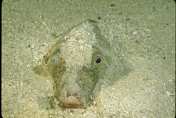 Pufferfish