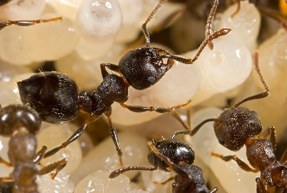 Ants & Embryos - 1