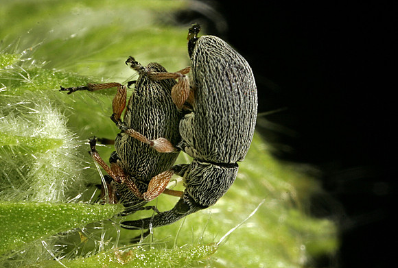 Weevils Mating - 3