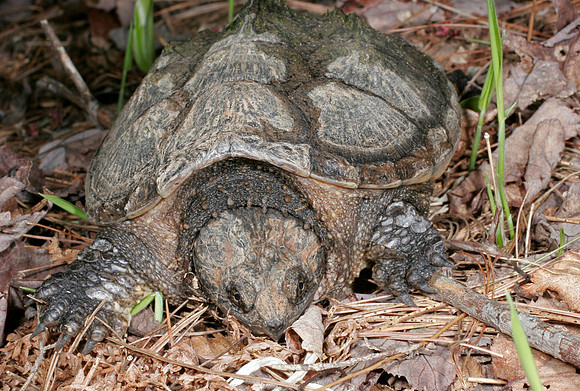 Snapping Turtle - 8