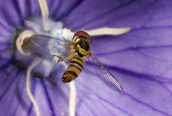 Hoverfly - 1