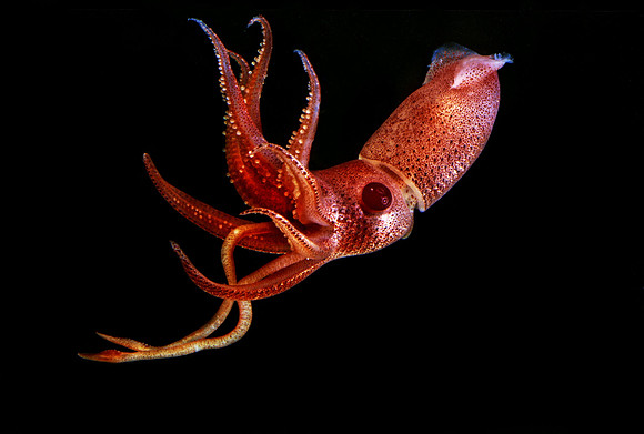 Cock-eye Squid - 1
