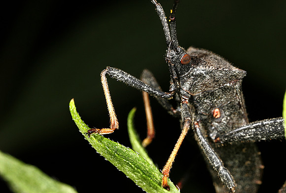 Leaf-footed Bug - 2