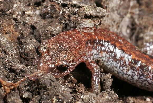 Red-back Salamander - 1