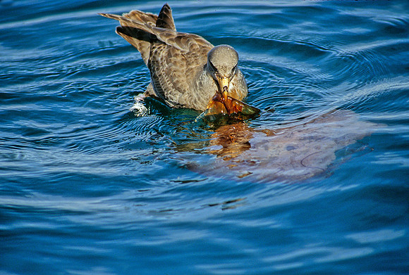 Fulmar & Sea Nettle - 4