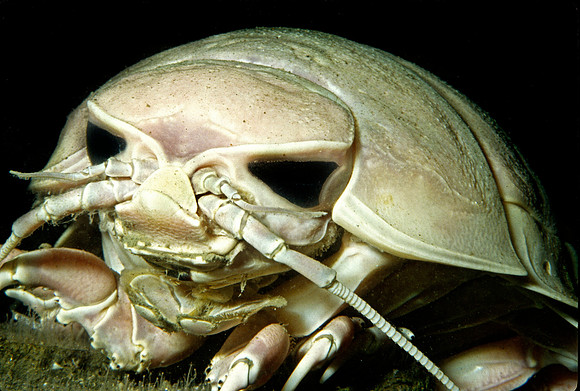 Giant Isopod - 3