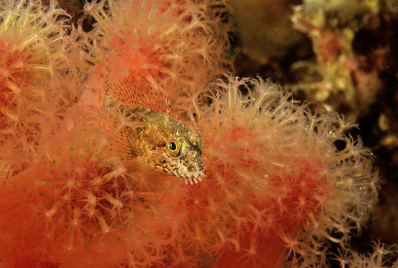 Scalyhead Sculpin - 2