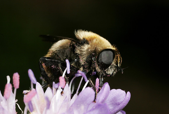 Narcissus Bulb Fly - 9