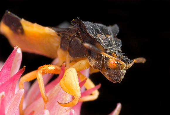 Ambush Bug - 3