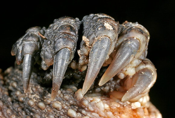 Snapping Turtle Claws