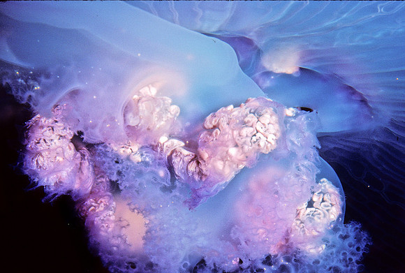 Moon Jelly Brooding Planulae