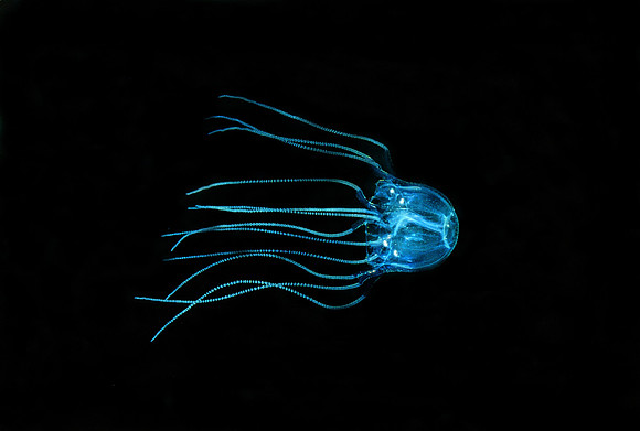 Box Jelly - 1