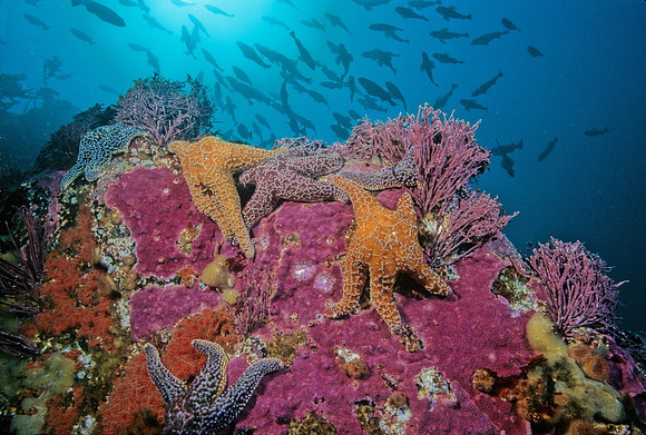 Kelp Forest Reef - 12