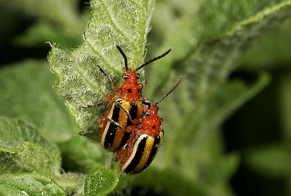 Potato Beetles Mating - 7