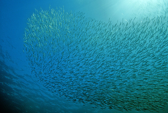 Herring School - 2