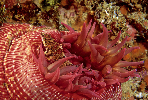 Painted Greenling & Anemone