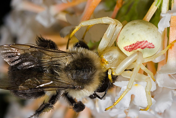 Crab Spider with Prey - 1