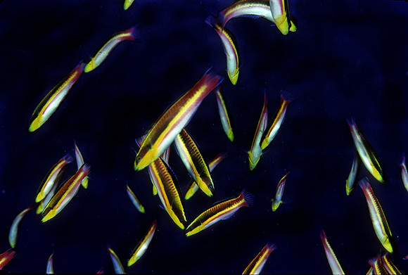 Rainbow Wrasses Spawning