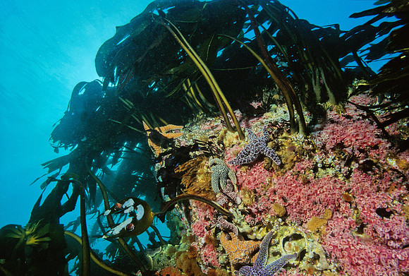Kelp Forest Reef - 10