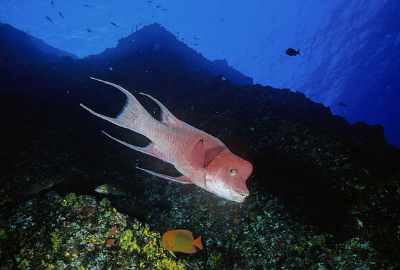 Mexican Hogfish - 1