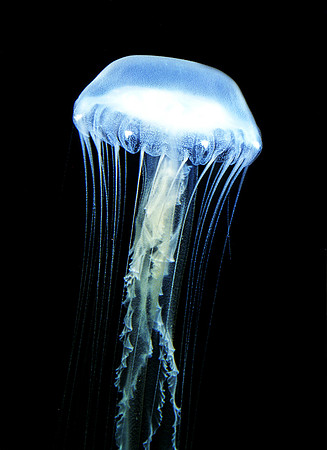 Atlantic Sea Nettle - 3