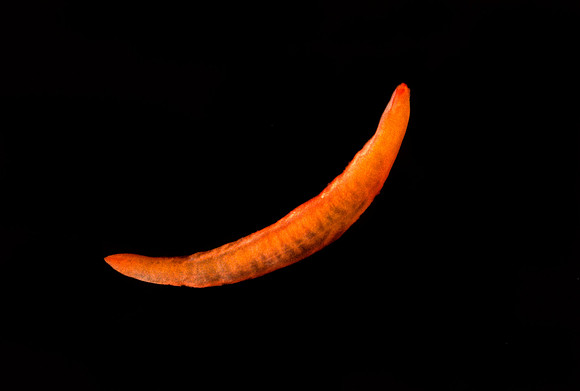 Ribbon Worm - 1