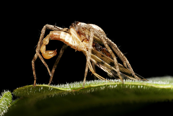 Spider with Prey - 11
