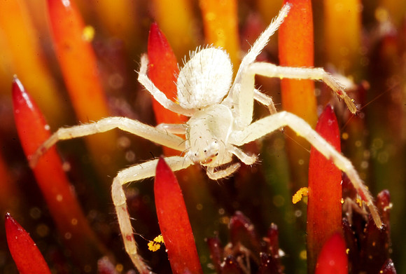 Crab Spider - 18
