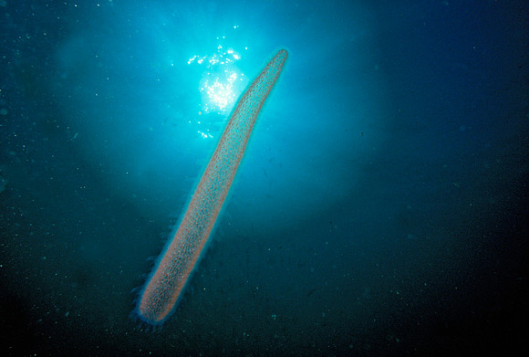 Pyrosome - 3