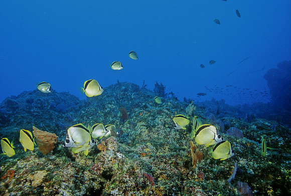 Barberfish Group