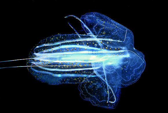 Lobed Comb Jelly - 4