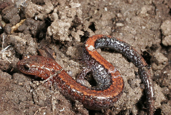 Red-back Salamander - 2