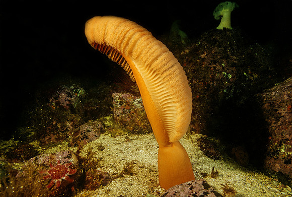 Orange Sea Pen - 1