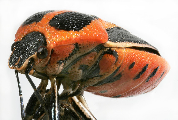 Bug - 5