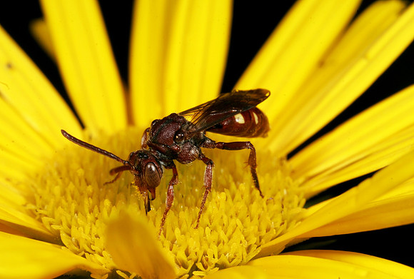 Nomad Bee - 4