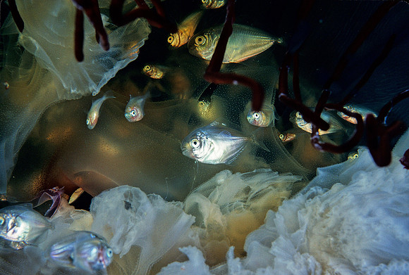 Butterfish & Sea Nettle - 1