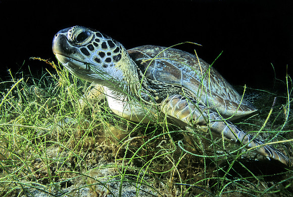 Green Sea Turtle - 2
