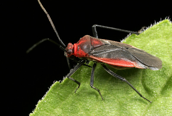 Plant Bug - 1